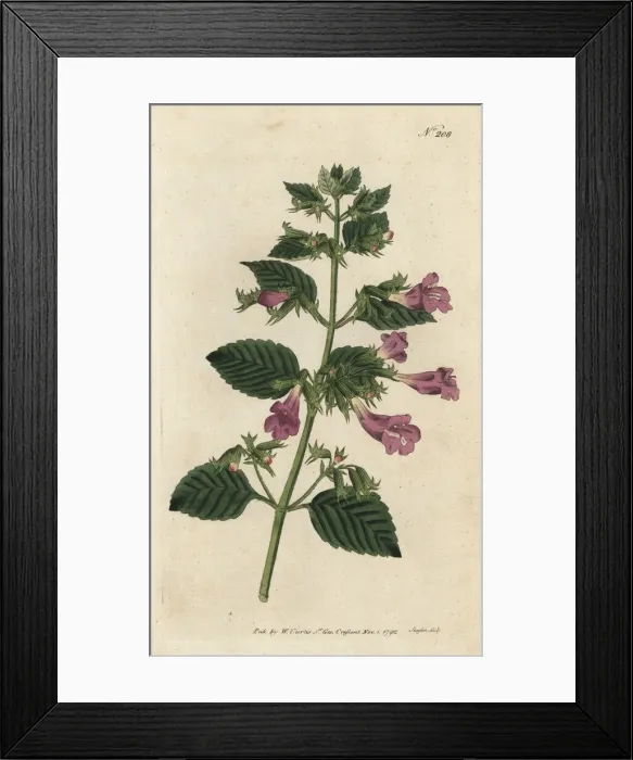 Framed Print : Large-flowered calamint, Clinopodium grandiflorum Framed Print : Large-flowered calamint, Clinopodium grandiflorum