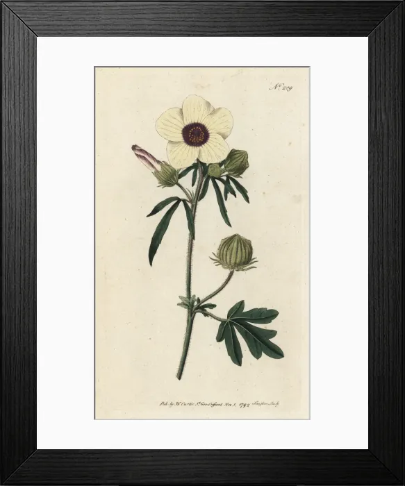 Framed Print : Bladder hibiscus, Hibiscus trionum Framed Print : Bladder hibiscus, Hibiscus trionum