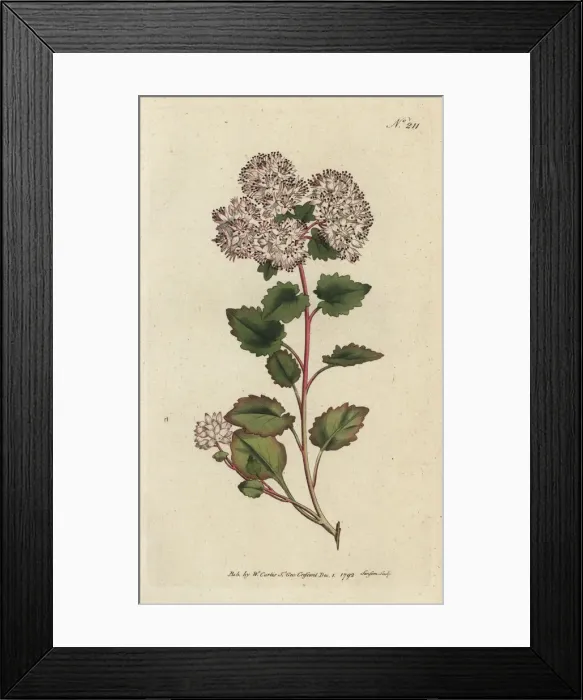 Framed Print : Poplar-leaved stonecrop, Sedum populifolium Framed Print : Poplar-leaved stonecrop, Sedum populifolium