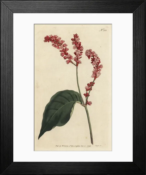 Framed Print : Princes feather, Persicaria orientalis Framed Print : Princes feather, Persicaria orientalis
