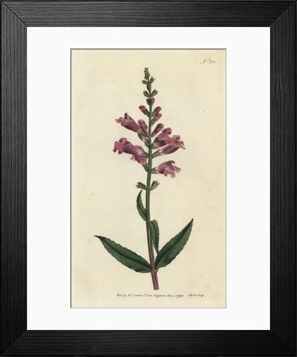 Framed Print : False dragonhead, Physostegia virginiana Framed Print : False dragonhead, Physostegia virginiana