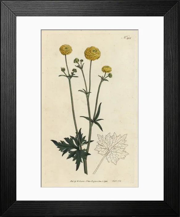 Framed Print : Double upright crowfoot, Ranunculus acris flore pleno Framed Print : Double upright crowfoot, Ranunculus acris flore pleno