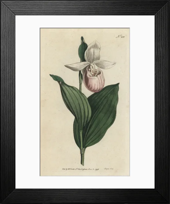 Framed Print : Showy lady s-slipper, Cypripedium reginae Framed Print : Showy lady s-slipper, Cypripedium reginae