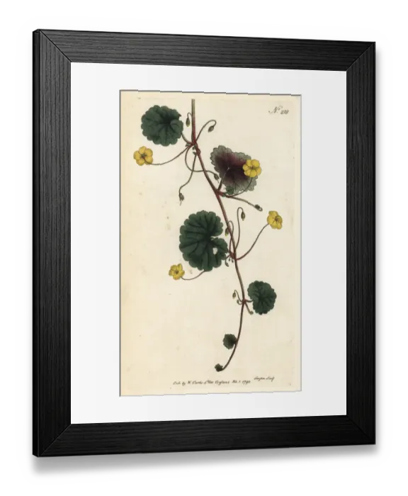 Framed Print : Madeira moneywort, Sibthorpia peregrina Framed Print : Madeira moneywort, Sibthorpia peregrina