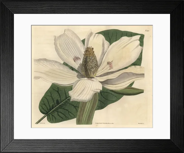 Framed Print : Bigleaf or large-leaved magnolia, Magnolia macrophylla Framed Print : Bigleaf or large-leaved magnolia, Magnolia macrophylla