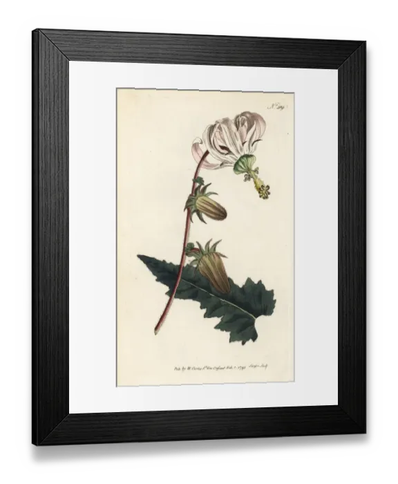 Framed Print : Rough-leav d michauxia, Michauxia campanuloides Framed Print : Rough-leav d michauxia, Michauxia campanuloides