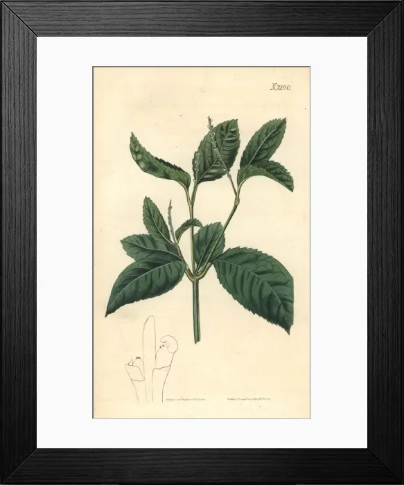 Framed Print : Chu-lan or one spiked chloranthus, Chloranthus monostachys Framed Print : Chu-lan or one spiked chloranthus, Chloranthus monostachys