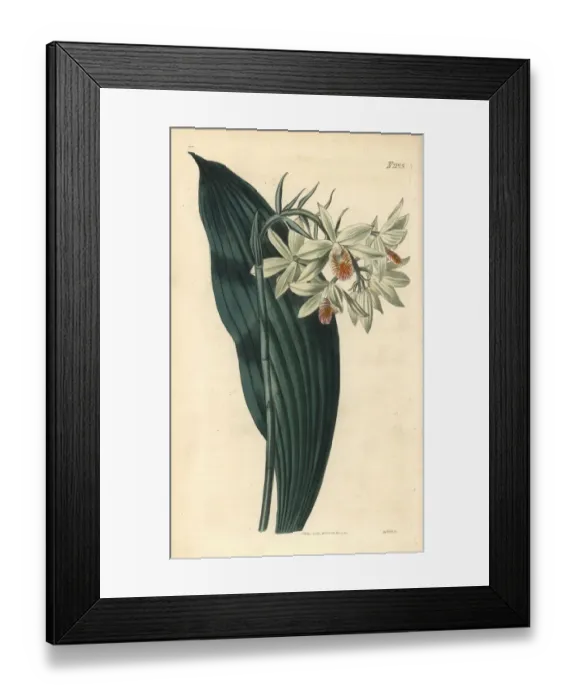 Framed Print : Pink shepherds crook orchid, Geodorum terrestre Framed Print : Pink shepherds crook orchid, Geodorum terrestre