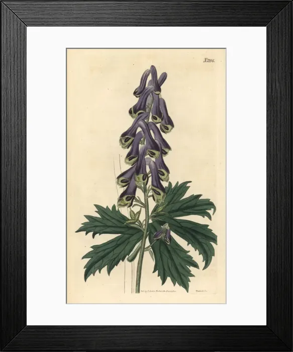 Framed Print : Moldavian monkshood, Aconitum moldavicum Framed Print : Moldavian monkshood, Aconitum moldavicum