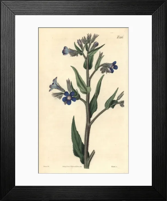 Framed Print : Italian bugloss, Anchusa azurea Framed Print : Italian bugloss, Anchusa azurea