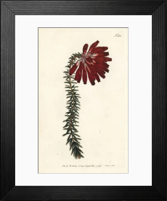 Framed Print : Honeywort-flowered heath, Erica cerinthoides Framed Print : Honeywort-flowered heath, Erica cerinthoides