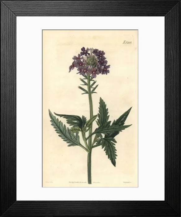 Framed Print : Rose vervain, Glandularia canadensis Framed Print : Rose vervain, Glandularia canadensis