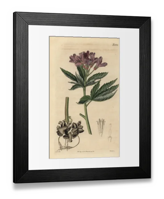 Framed Print : Showy toothwort, Cardamine pentaphyllos Framed Print : Showy toothwort, Cardamine pentaphyllos