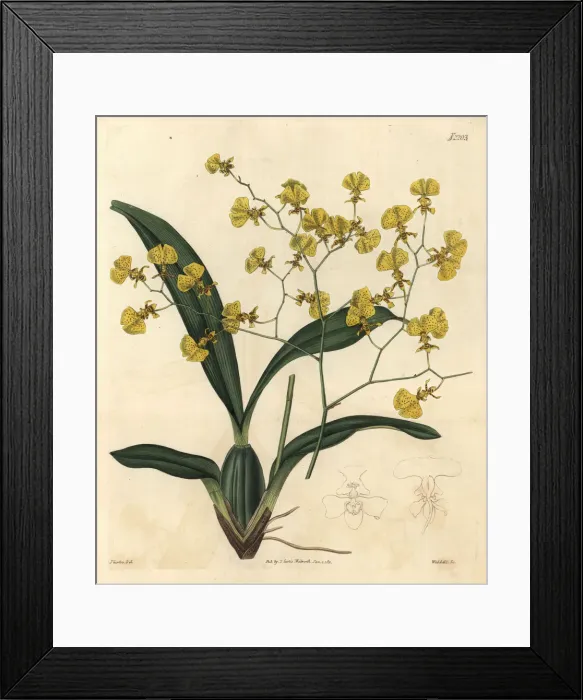 Framed Print : Gomesa flexuosa orchid Framed Print : Gomesa flexuosa orchid