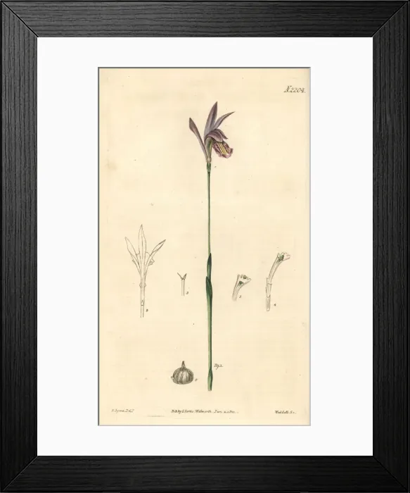 Framed Print : Dragons mouth, Arethusa bulbosa Framed Print : Dragons mouth, Arethusa bulbosa