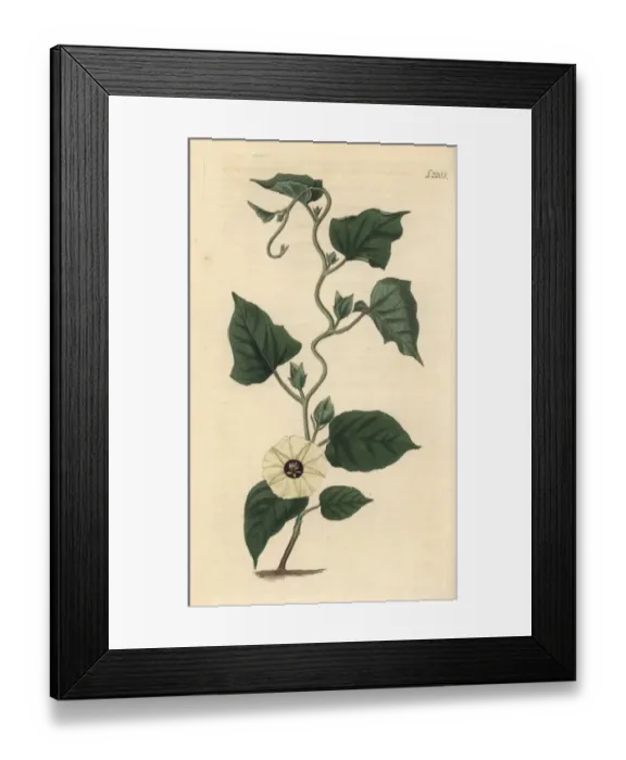 Framed Print : Hewittia malabarica Framed Print : Hewittia malabarica