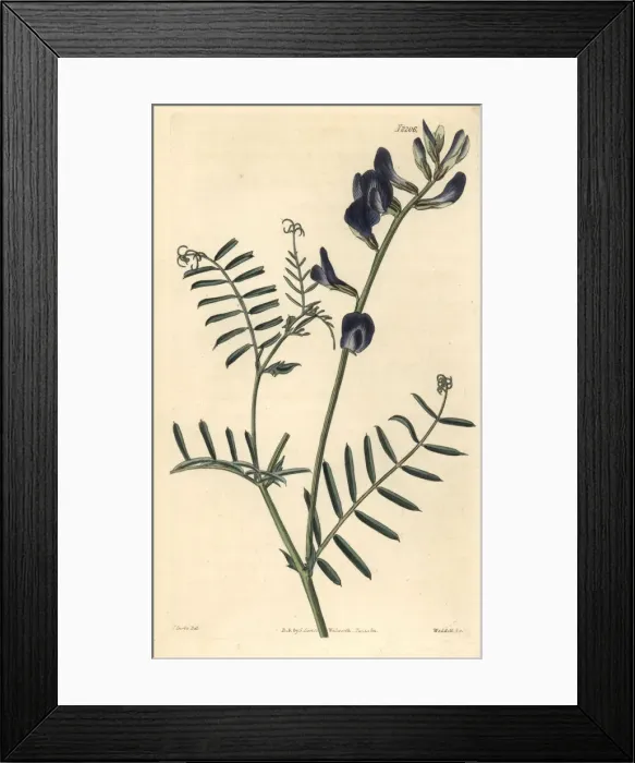 Framed Print : Saint-foin vetch, Vicia onobrychioides Framed Print : Saint-foin vetch, Vicia onobrychioides