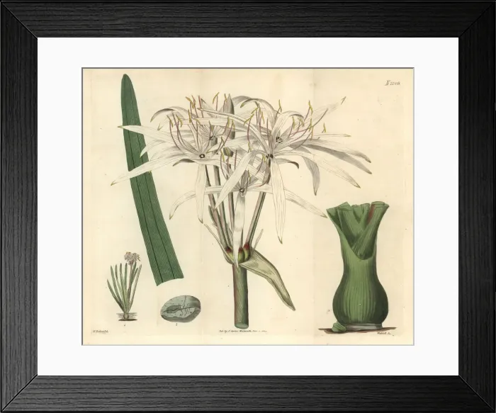 Framed Print : River crinum lily, Crinum viviparum Framed Print : River crinum lily, Crinum viviparum