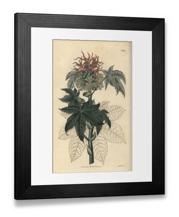 Framed Print : Castor oil plant, Ricinus communis Framed Print : Castor oil plant, Ricinus communis