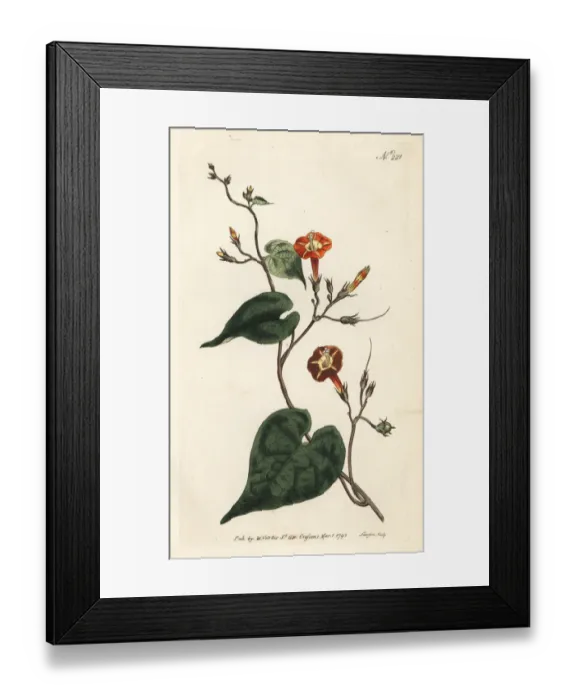 Framed Print : Scarlet morning glory, Ipomoea rubriflora Framed Print : Scarlet morning glory, Ipomoea rubriflora