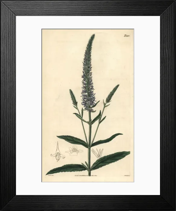 Framed Print : Royal candles, Veronica spicata subsp. orchidea Framed Print : Royal candles, Veronica spicata subsp. orchidea