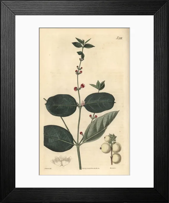 Framed Print : Snow berry, Symphoria racemosa Framed Print : Snow berry, Symphoria racemosa