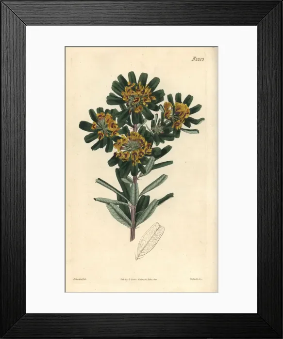 Framed Print : Heart-leaved poison, Gastrolobium bilobum Framed Print : Heart-leaved poison, Gastrolobium bilobum