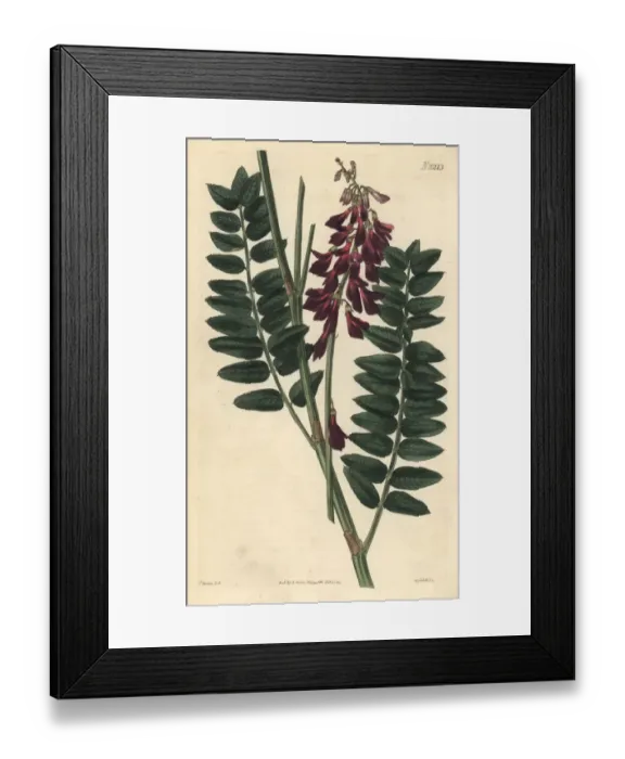 Framed Print : Alpine sweetvetch, Hedysarum alpinum Framed Print : Alpine sweetvetch, Hedysarum alpinum