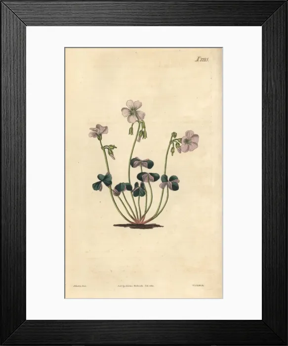 Framed Print : Violet wood-sorrel, Oxalis violacea Framed Print : Violet wood-sorrel, Oxalis violacea