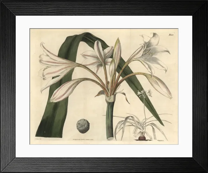 Framed Print : Scarborough lily, Cyrtanthus elatus Framed Print : Scarborough lily, Cyrtanthus elatus