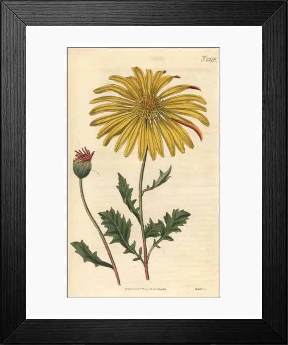 Framed Print : Cape marigold, Dimorphotheca chrysanthemifolia Framed Print : Cape marigold, Dimorphotheca chrysanthemifolia