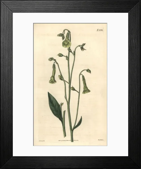 Framed Print : Langsdorffs tobacco, Nicotiana langsdorffii Framed Print : Langsdorffs tobacco, Nicotiana langsdorffii