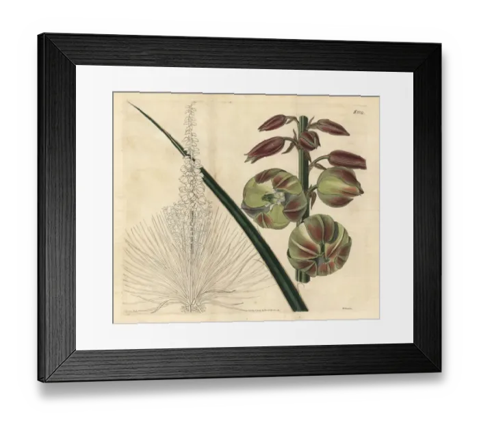 Framed Print : Soapweed, Yucca glauca Framed Print : Soapweed, Yucca glauca