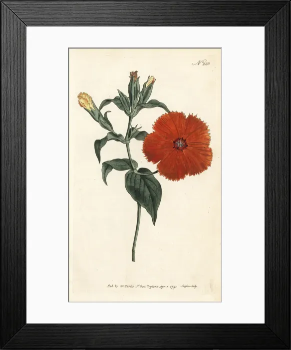 Framed Print : Chinese lychnis or ragged robin, Lychnis coronata Framed Print : Chinese lychnis or ragged robin, Lychnis coronata
