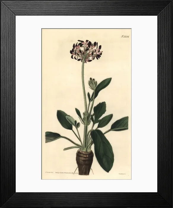 Framed Print : Dioecious black-flowered storks-bill, Pelargonium dioicum Framed Print : Dioecious black-flowered storks-bill, Pelargonium dioicum