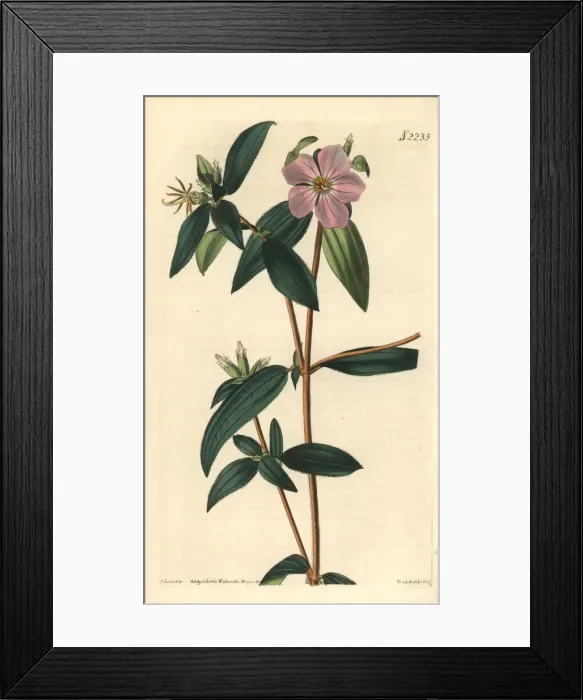 Framed Print : Osbeckia-like melastoma, Melastoma osbeckioides Framed Print : Osbeckia-like melastoma, Melastoma osbeckioides