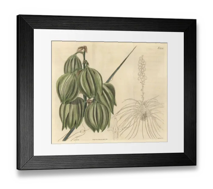 Framed Print : Small soapweed, Yucca glauca Framed Print : Small soapweed, Yucca glauca