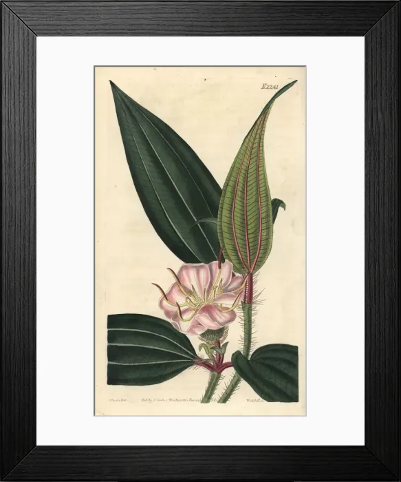 Framed Print : Fox-tongued melastome, Melastoma sanguineum Framed Print : Fox-tongued melastome, Melastoma sanguineum