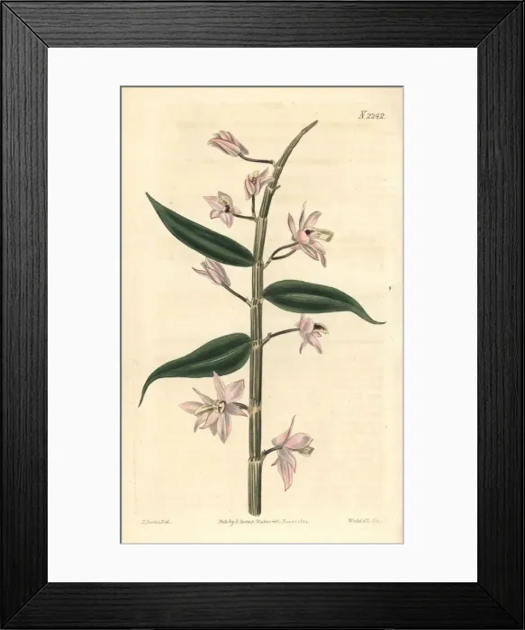 Framed Print : Leafless dendrobium orchid, Dendrobium aphyllum Framed Print : Leafless dendrobium orchid, Dendrobium aphyllum