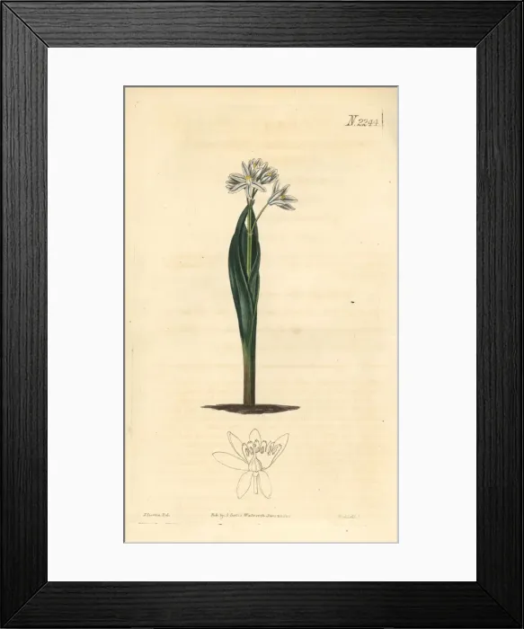 Framed Print : Striped squill, Puschkinia scilloides Framed Print : Striped squill, Puschkinia scilloides