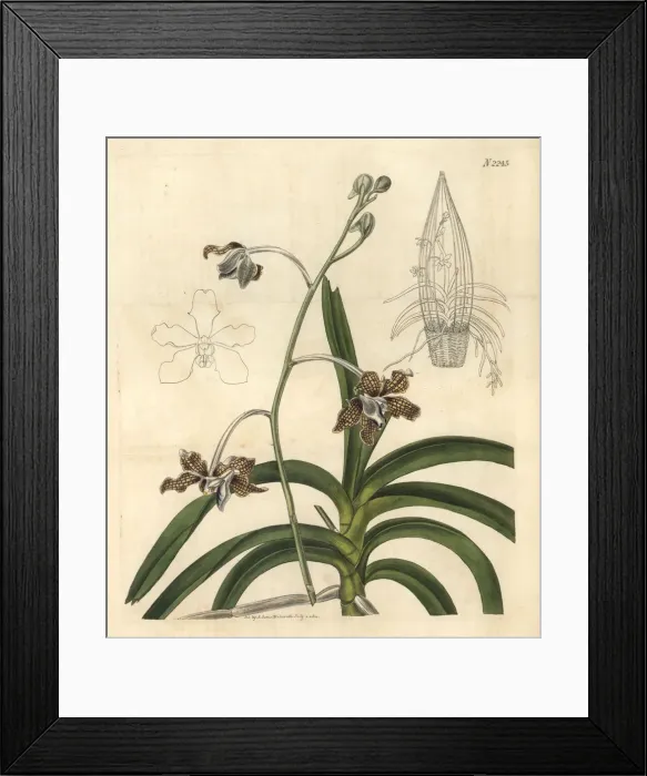 Framed Print : Lattice-like paterned flower vanda, Vanda tessellata Framed Print : Lattice-like paterned flower vanda, Vanda tessellata