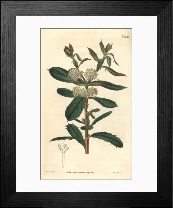 Framed Print : Frog hakea, Hakea nitida Framed Print : Frog hakea, Hakea nitida