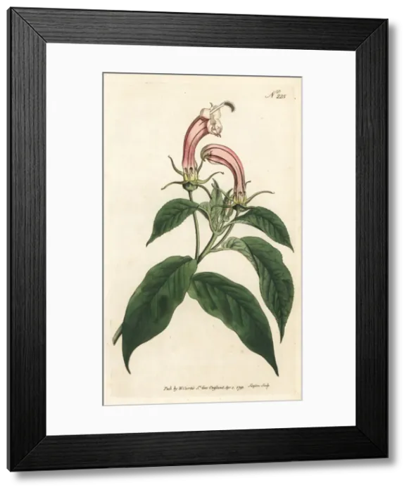 Framed Print : Centropogon cornutus