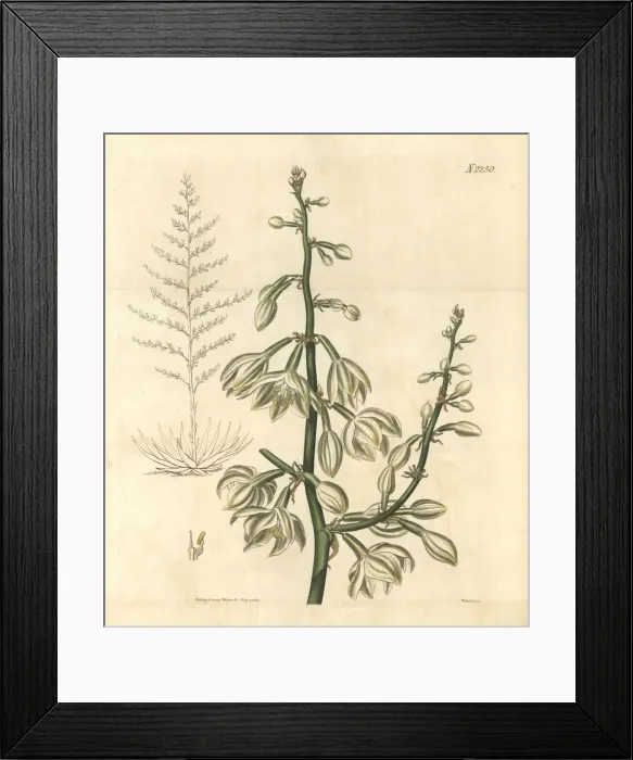 Framed Print : Giant cabuya, Furcraea foetida