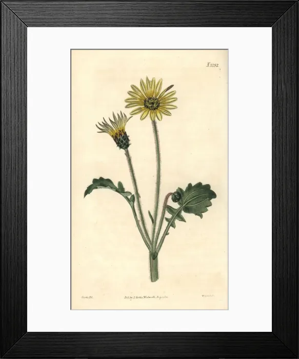 Framed Print : Cape marigold, Arctotheca calendula Framed Print : Cape marigold, Arctotheca calendula