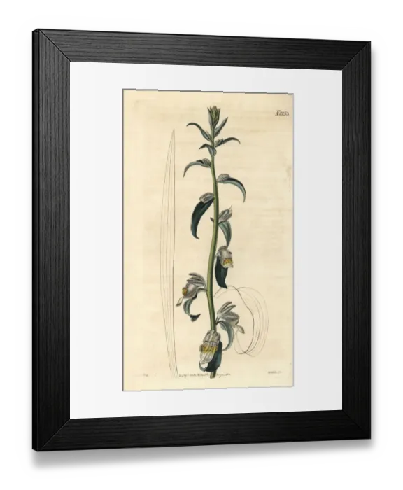 Framed Print : Digitalis lamarckii Ivanina Framed Print : Digitalis lamarckii Ivanina