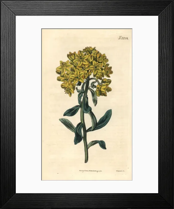 Framed Print : Large-flowered flax-leaved rue, Ruta linifolia Framed Print : Large-flowered flax-leaved rue, Ruta linifolia