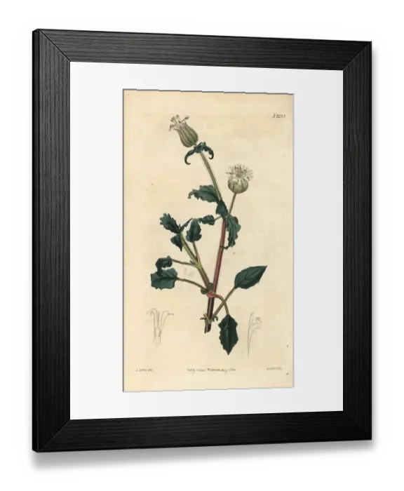 Framed Print : Jagged flowered catchfly, Oberna lacera Framed Print : Jagged flowered catchfly, Oberna lacera