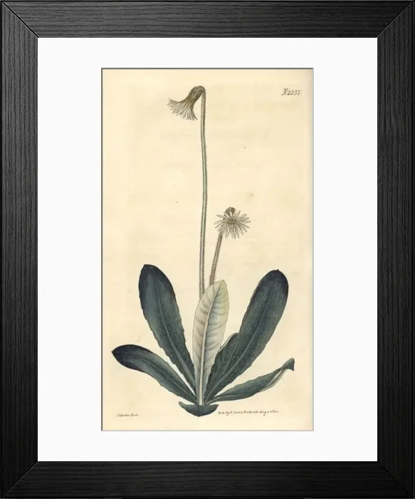 Framed Print : Pineland daisy, Chaptalia tomentosa Framed Print : Pineland daisy, Chaptalia tomentosa