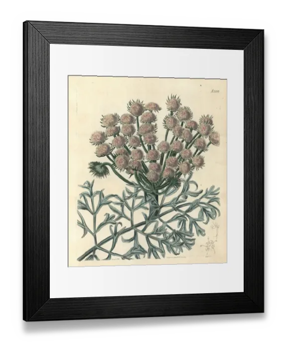 Framed Print : Moon carrot, Seseli gummiferum Framed Print : Moon carrot, Seseli gummiferum